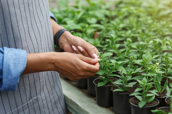 Pflanztriebspflanzen pflanzen. Hände einer Afroamerikanerin mit Smartwatch, die Sprossen kontrolliert — Stockfoto