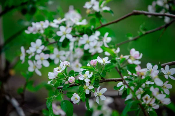 Rami con fiori bianchi in giardino su sfondo verde sfocato — Foto Stock