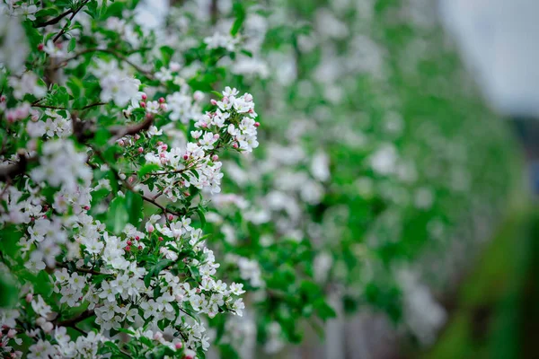 Fiori di melo in giardino. Alberi primaverili fioriti — Foto Stock