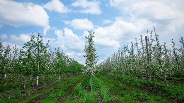 Elma ağaçlarının arasındaki çiftlik yolu. Bir sürü filizlenen yeşil çimenler