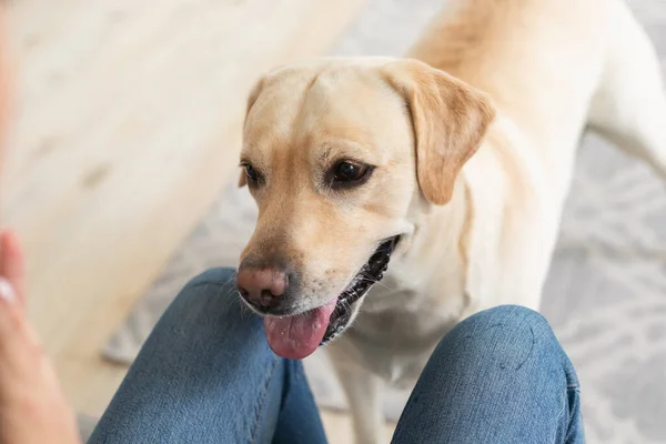 Labrador retriever leker med ägaren i lägenheten — Stockfoto