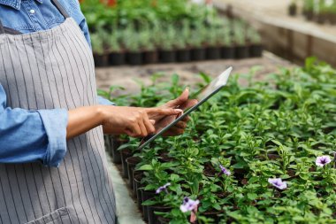 Modern çiçek serasında akıllı kontroller. Elinde dijital tabletle önlüklü kadın