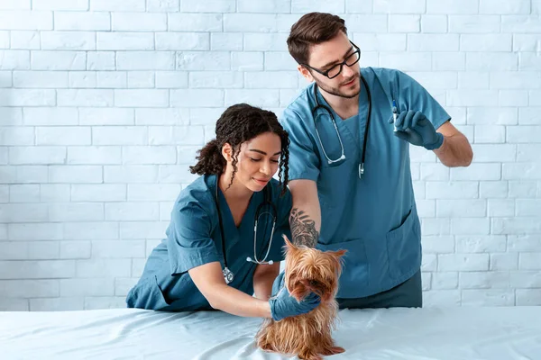 Hayvan aşıları. Veteriner uzmanları veteriner kliniğindeki Yorkshire Teriyerine enjeksiyon yapıyor. — Stok fotoğraf