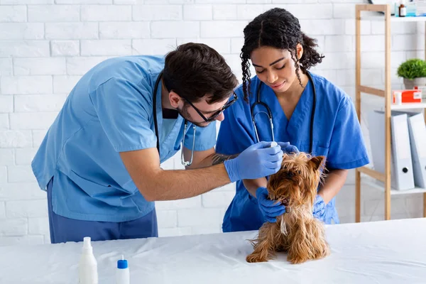 Ear infection treatment in dogs. Young veterinarian with nurse helping little patient in hospital