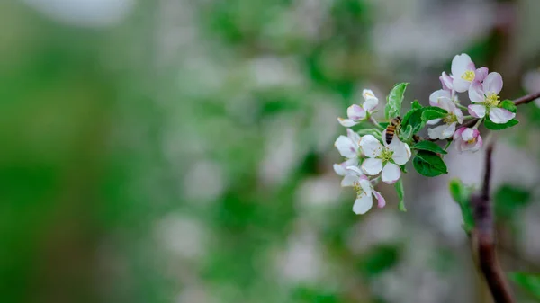 Coltivare meli nel giardino. Ramo con fiori bianchi e api, su sfondo sfocato fattoria — Foto Stock