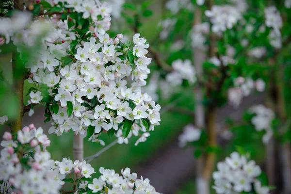 Manzanos en flor. Floraciones blancas gruesas y hojas verdes — Foto de Stock