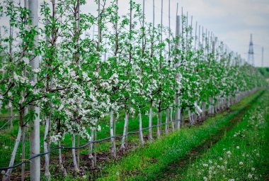Çimenli, karahindiba ve mavi gökyüzü olan bir elma çiftliği.