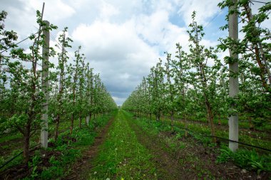 Elma tarlasında yeşil çimenli yol Mavi gökyüzü ve bulutlu