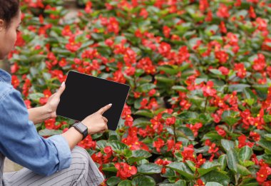 Bitkilerin kalitesi hakkında veri topluyorum. Akıllı saati olan Afrikalı Amerikalı kız tablet ekranına tıklıyor ve çiçek fidanlığına bakıyor.