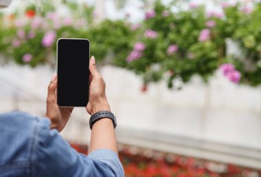 Serada bahçıvan ve modern teknoloji. Elinde boş ekranı olan akıllı telefonlu Afrikalı Amerikalı kız çiçeklerin fotoğraflarını çeker.