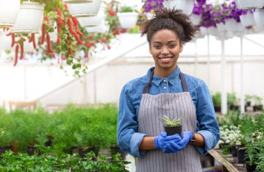 Bahar günü ve bahçıvan. Afrika kökenli Amerikalı bir kadın elinde serada filizlenen bir çömlek tutuyor.