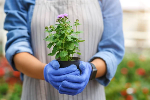 African american girl in apron and glove with purple flower in pot in interior of greenhouse with blurred plants background — Stock Photo, Image