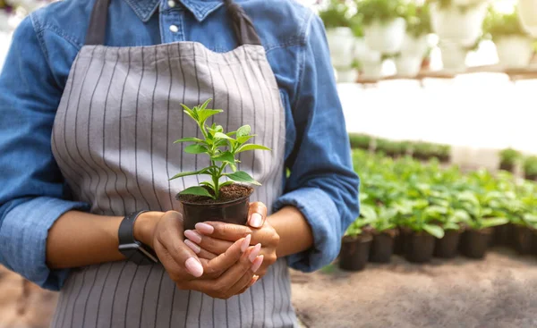 アフリカ系アメリカ人の庭師の手に鍋に若い植物。緑の植物を背景に温室内の女の子 — ストック写真