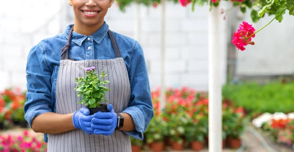 エプロンと手袋の笑顔アフリカ系アメリカ人の女の子は明るい花と温室内の植物とポットを保持しています — ストック写真