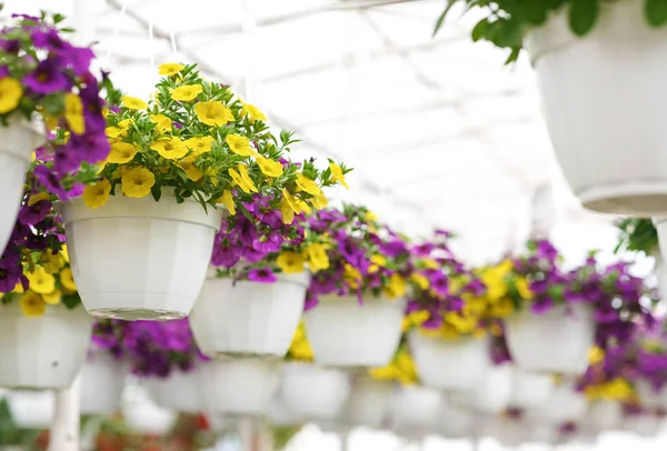 Petunie giallo brillante e viola. Coltivazione industriale di fiori in vaso — Foto Stock