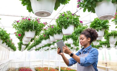 Gün ışığında sera açmak. Afro-Amerikalı kadın elinde tabletle fotoğraf çekiyor.