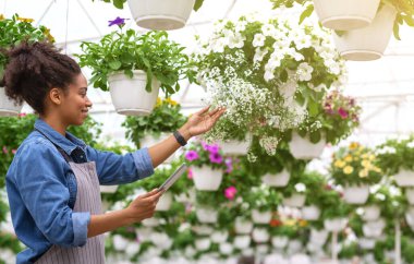 Çiçek hasadı. Elinde tabletle Afrika kökenli Amerikalı bahçıvan kız saksılarda çiçek açan bitkileri kontrol ediyor.