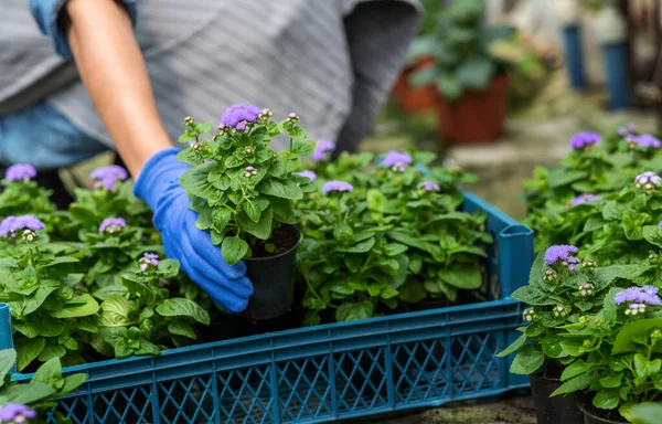 Verkauf von Pflanzen zum Pflanzen. Afroamerikanerin arbeitet mit Blütensetzlingen — Stockfoto