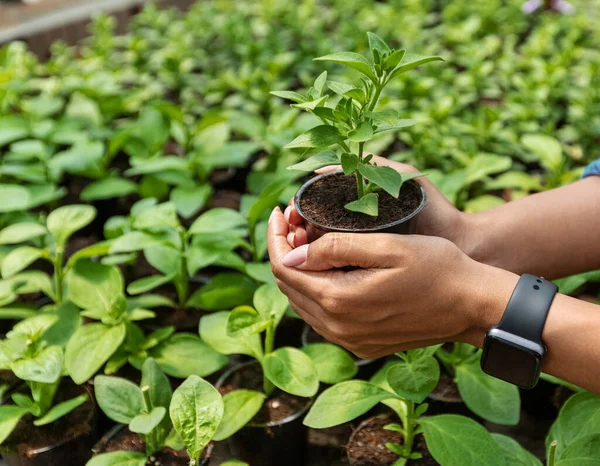 Industri berkebun. Afrika Amerika gadis dengan jam tangan pintar memegang pot bibit — Stok Foto