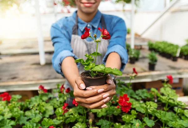 夏の花を鍋に入れます。アフリカ系アメリカ人の女の子が温室内で植物を保持 — ストック写真