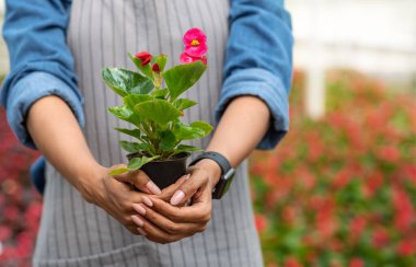 Sera ve iş. Önlüklü Afrikalı Amerikalı kız elinde portakallı saksı tutuyor.