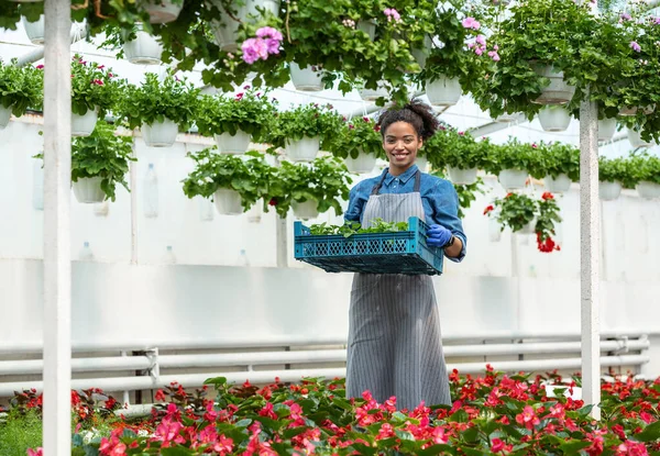 A kertész üvegházban dolgozik. Mosolygó afro-amerikai lány kötényben cipel egy doboz csírát. — Stock Fotó