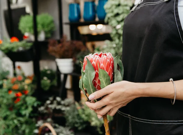 Florista no trabalho. Garota jardineira em avental detém moda flor moderna na loja — Fotografia de Stock