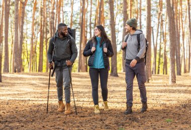 Mutlu gezginler çam ormanlarında yürüyor, konuşuyor, manzaranın tadını çıkarıyorlar.