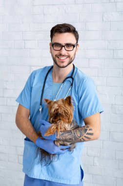 Yakışıklı erkek veteriner portresi klinikte tapılası Yorkshire teriyerini tutuyor.