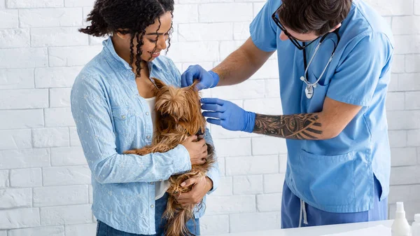 Şirin Yorkshire teriyeri olan bir hayvan sahibi klinikteki veteriner doktoruna yıllık ziyaretinde. — Stok fotoğraf