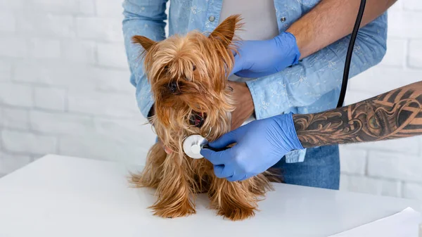 Professional veterinary doctor checking dogs breathing at animal hospital