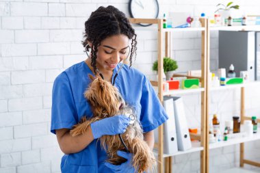 Mutlu Afrikalı Amerikalı veteriner doktor klinikte şirin Yorkshire teriyerini tutuyor.