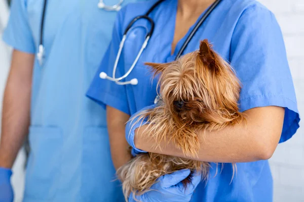 Médico veterinário Millennial segurando pequeno cão bonito e seu assistente na clínica, close up. Espaço vazio. — Fotografia de Stock