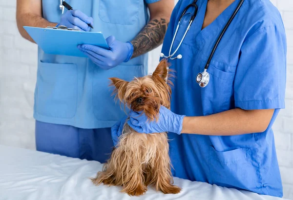 Experienced veterinarian doctors working with little dog in animal hospital, close up — Stock Photo, Image