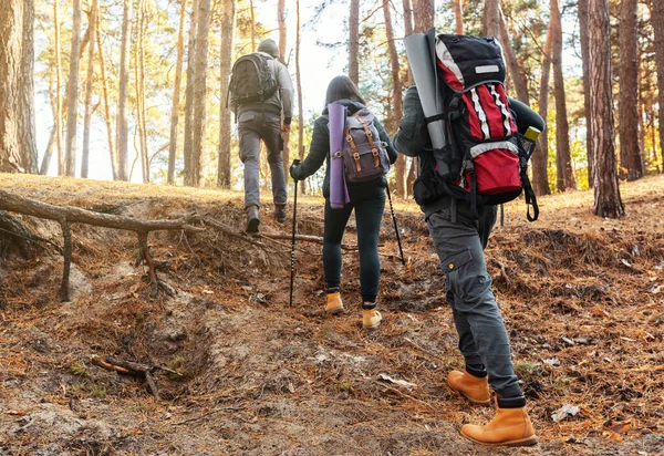 Vandrare uphilling på fjällskog, baksida — Stockfoto