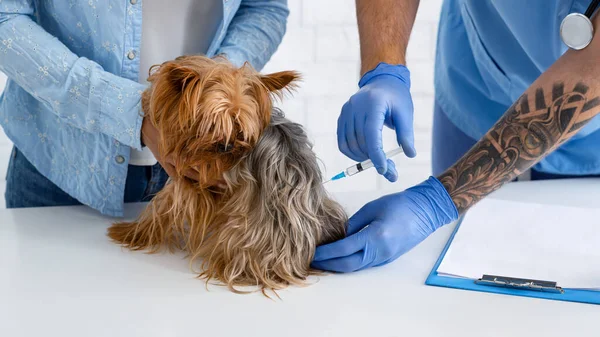 ペットの予防接種。病院のヨークシャー・テリアへの注射をする獣医師 — ストック写真
