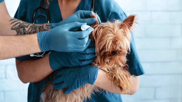 Veteriner doktorlar, hayvan kliniğinde köpek kulağı enfeksiyonunu tedavi etmek için damla kullanıyor. — Stok fotoğraf