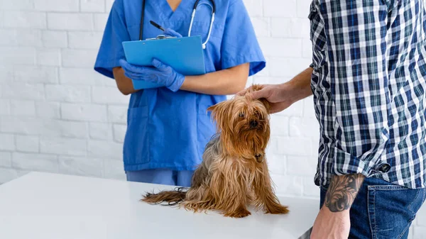 Klient ze zwierzątkiem podczas wizyty u lekarza weterynarii w szpitalu dla zwierząt, zbliżenie. Przestrzeń kopiowania — Zdjęcie stockowe