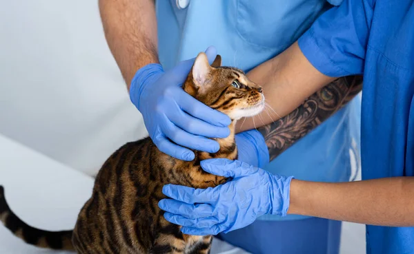 Unrecognizable veterinarian team helping cute tabby cat at animal clinic, close up — Stock Photo, Image