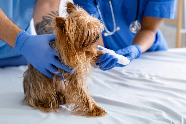 Médico veterano e seu assistente colocando bandagem na pata dos cães no hospital animal, close-up. Espaço livre — Fotografia de Stock