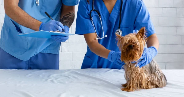 動物病院でヨークシャー・テリアの犬を診察しているベット医師と看護師、クローズアップ — ストック写真