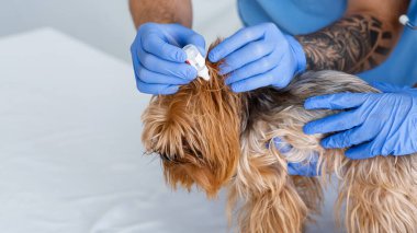 Tanınmayan veteriner doktor. Hemşiresi, hayvan hastanesinde küçük köpek kulaklarını tedavi etmek için damla kullanıyor.