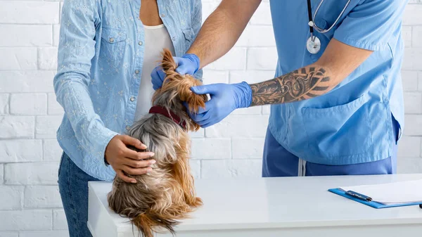 Yorkshire terrier tulajdonos kedvtelésből tartott állatorvos állatorvosi klinikán, közelről — Stock Fotó