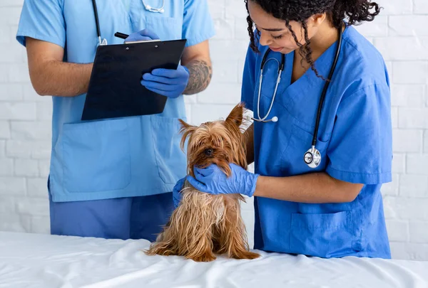 Médico veterinário profissional e enfermeira examinando pouco cão na clínica animal — Fotografia de Stock