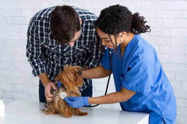 Врач-ветеринар проверяет сердцебиение йоркширских терьеров в клинике для животных — стоковое фото