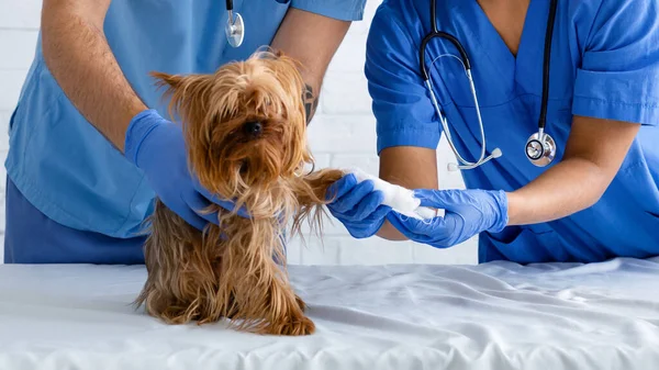 Close-up de médico veterinário com enfermeira curativo cães pata na clínica animal — Fotografia de Stock