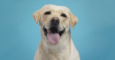 Labrador köpeğinin mavi arkaplan portresini kapat