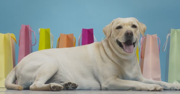 Labrador acostado junto a coloridas bolsas de compras, fondo estudio azul — Vídeos de Stock