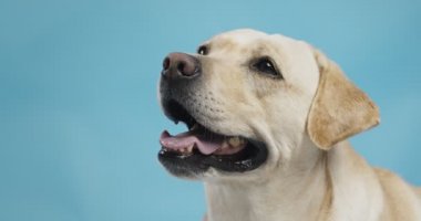 Labrador köpeğinin portresi. Mavi stüdyo arka planında bekliyor.