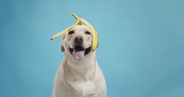 Morsom labradorhund med bananskall på hodet som ser inn i kamera på blå studiobakgrunn – stockvideo